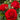 Close-up of vibrant red roses with green leaves on a blurred natural background
