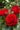 Close-up of vibrant red roses with green leaves on a blurred natural background
