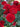 Close-up of red frilly roses with green leaves on a blurred background
