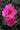 Two vibrant pink roses in full bloom on a green leafy bush, glistening with fresh rain droplets.
