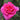 A vibrant pink rose bloom in full detail, surrounded by green leaves and a soft, blurred garden background.