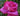 A close-up of a vibrant pink rose blooming in a garden with green foliage in the background.