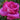 A close-up of a vibrant pink rose blooming in a garden with green foliage in the background.