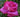A close-up of a vibrant pink rose blooming in a garden with green foliage in the background.