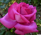 Eleganza® Buxom Beauty™