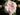 A close-up of a blooming rose with layered pale pink and white petals, surrounded by dark green leaves and buds.