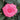 A vibrant pink rose bloom surrounded by dark green leaves.