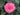A vibrant pink rose bloom surrounded by dark green leaves.