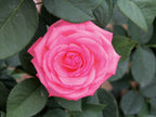 Canada Blooms