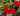 Vibrant red rose blooms growing in a potted plant with green leaves, set against a background of gray gravel and soil.