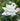 White rose with green leaves on a blurred natural background