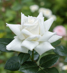 Canadian White Star®