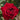 Close up of a dark red old fashioned rose bloom with rich dark green leaves in back ground
