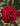 Close up of a dark red old fashioned rose bloom with rich dark green leaves in back ground