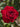 Close up of a dark red old fashioned rose bloom with rich dark green leaves in back ground