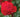 A close-up photograph of a vibrant red rose in full bloom, surrounded by green leaves and a soft, blurred garden background.