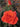 A vibrant orange-red rose in full bloom with dark green leaves, featuring a second red rose bud in the background.