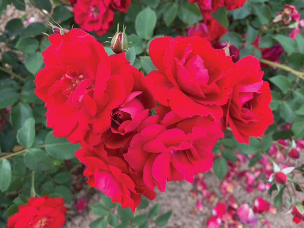 Explorer Series Shrub Roses | Canadian Hardy Roses | Lakeview Roses