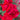 Close-up of vibrant red roses with a blurred background