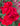 Close-up of vibrant red roses with a blurred background