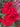 Close-up of vibrant red roses with a blurred background