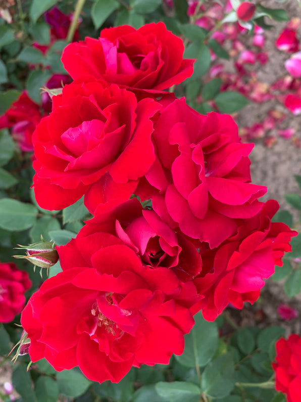 Explorer Series Shrub Roses | Canadian Hardy Roses | Lakeview Roses