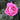 A close-up of a blooming pink rose with layered petals and green leaves against a softly blurred dark green background.