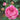 A close-up of a blooming pink rose with layered petals, surrounded by green leaves and unopened buds in a garden setting.