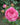 A close-up of a blooming pink rose with layered petals, surrounded by green leaves and unopened buds in a garden setting.