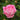 A close-up of a blooming pink rose with layered petals, surrounded by green leaves and unopened buds in a garden setting.
