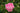A close-up of a blooming pink rose with layered petals, surrounded by green leaves and unopened buds in a garden setting.