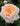 A close-up of a peachy blush pink rose in full bloom, surrounded by dark green foliage.