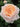 A close-up of a peachy blush pink rose in full bloom, surrounded by dark green foliage.