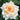 A close-up of a pale cream rose in full bloom, surrounded by dark green foliage.