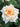 A close-up of a pale cream rose in full bloom, surrounded by dark green foliage.