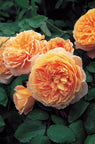 Crown Princess Margareta®