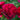 Close-up of deep red roses with a blurred green background