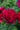 Close-up of deep red roses with a blurred green background