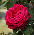 Dark Desire™ Parfuma®