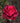 Close-up of a vibrant red blend rose with a blurred background