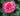 A close-up of a vibrant pink rose bloom surrounded by dark green leaves.