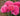 Close-up of vibrant pink roses in full bloom with green foliage and a soft blurred garden background.