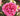 A close-up of a vibrant pink rose bloom surrounded by dark green leaves in a garden setting.