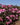 A dense hedge of blooming pink roses with green leaves under a clear blue sky.