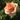 A peach-colored rose bloom surrounded by dark green leaves in a garden setting.