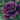 Close-up of a vibrant deep purple rose with green leaves in the background