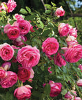 Eden Climber® Pretty In Pink