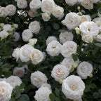 Eden Climber® White