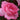 Close up of a pink rose with ruffled petals and green leaves in the background.