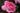 Close up of a pink rose with ruffled petals and green leaves in the background.